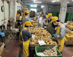 施設外野菜作業