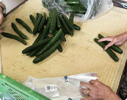 あゆみの会施設内野菜作業